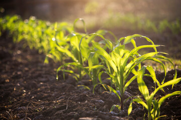 Organic corn planted in the garden with bright morning sunlight