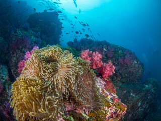 Naklejka na ściany i meble Sea anemone and soft corals (Mergui archipelago, Myanmar)
