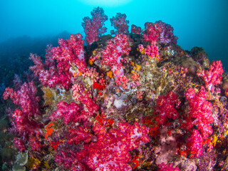 Pink Carnation tree corals (Mergui archipelago, Myanmar)