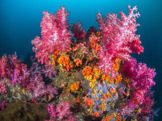 Naklejka na ściany i meble Carnation tree corals and Orange cup corals (Mergui archipelago, Myanmar)