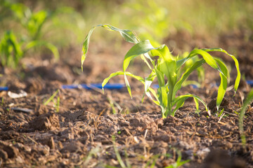 Organic corn planted in the garden with bright morning sunlight
