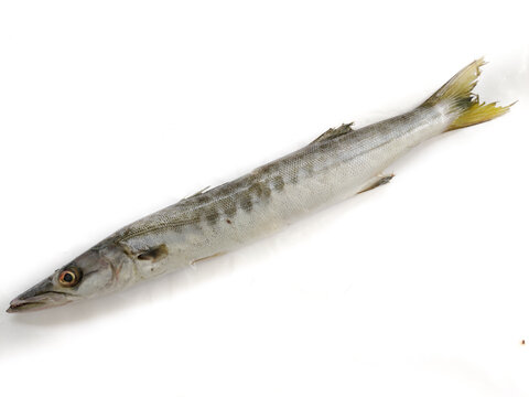 Fresh raw Barracuda Fish (cheelavu) isolated on a White background.Selective Focus.