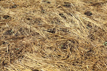 Background from yellow dry straw