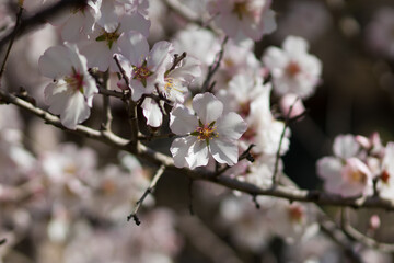 Almond tree flowers against a clear sky
