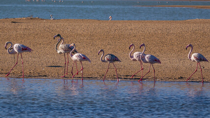 flamingo in Al Wathba Wetland Reserve In Abu Dhabi 