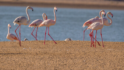 flamingo in Al Wathba Wetland Reserve In Abu Dhabi  © malangusha