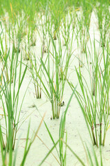 Organic rice field in Thailand