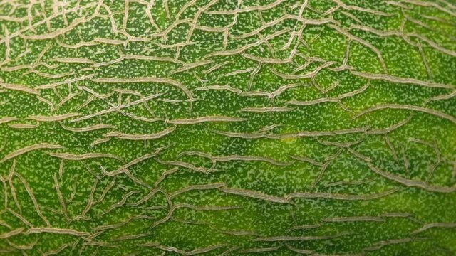 close-up of skin or texture melon