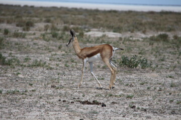 springbok in the wild