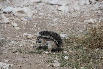 Squirrel in the wild