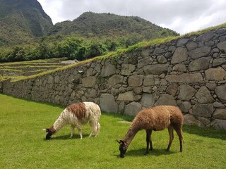 llama in the wild © ajin