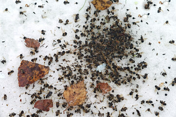 dead bees on the snow