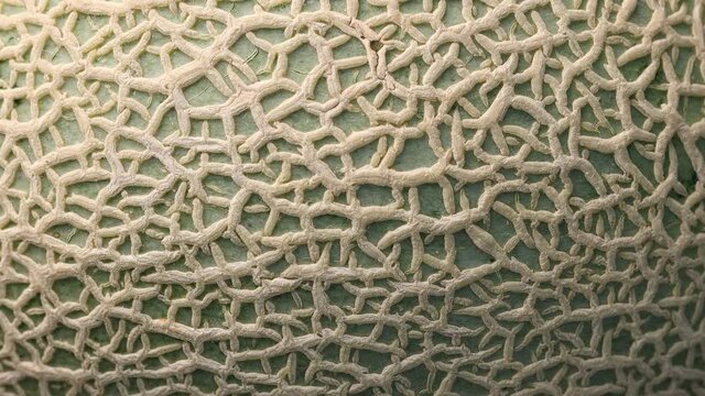 close-up of skin or texture melon