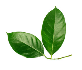 Fototapeta premium Jackfruit leaf isolated on white background, Top view.