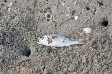 Dead fish carcass on the beach