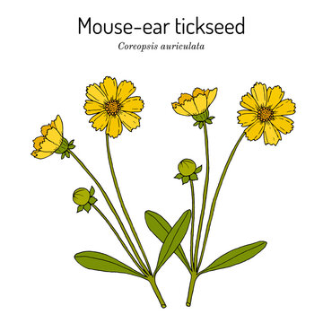 Mouse-ear tickseed Coreopsis auriculata , perennial plant,