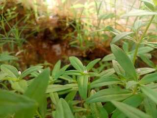 plants in the garden