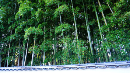 日本庭園の竹並