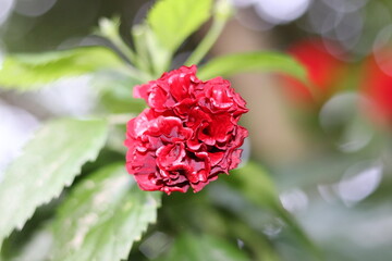 Beautiful China rose flower also known as Joba flower
