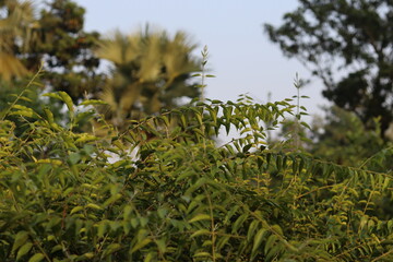 Closeup nature view of green leaf background

