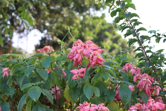 Pink Impatiens balsamina flower, also known as garden balsam, garden jewelweed, rose balsam, spotted snapweed