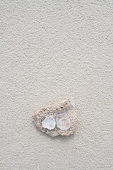 Fototapeta na wymiar Shell stone on the sand beach 
