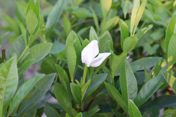 Jasmine white flower nature background

