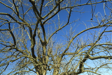 枯れた柿の木と青空