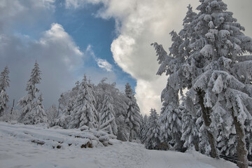 Gefrorener Winterwald in Grendelbruch in den Vogesen