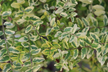 Polyscias, Araliaceae or Ming Aralia, colorful green leaf background beautiful in the garden, decorative ornamental plants