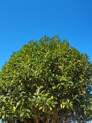 Fototapeta na wymiar 冬の金木犀の木と青空