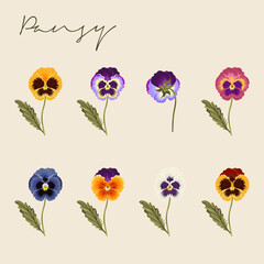 Set of Different colored Viola tricolor, Pansy Flower Botanical Colourful vector illustrations