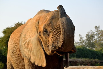 Naklejka na ściany i meble african elephant in zoo