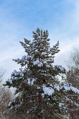 pine in the snow after a snowstorm