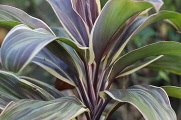 Leaf or plant Cordyline fruticosa leaves colorful tropical nature background.
