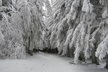 Gefrorene Bäume im Winter in den Vogesen bei Grendelbruch