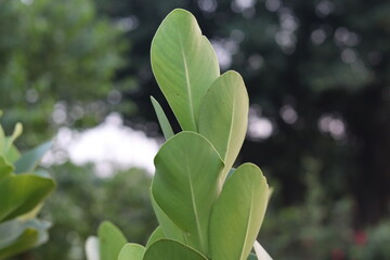 Closeup nature view of green leaf background
