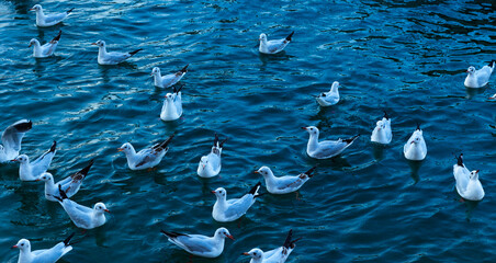 Beautiful shot of seagull birds on the water at Dubai Creek, United Arab Emirates, UAE