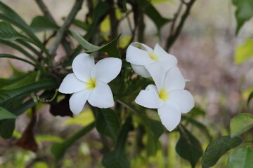Obraz na płótnie Canvas Jasmine white flower nature background 