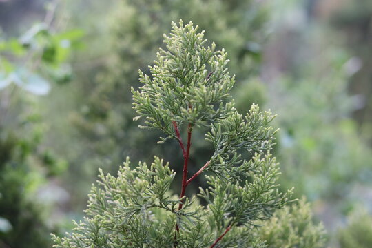 Green branch of juniperus virginiana or virginian juniper or eastern juniper
