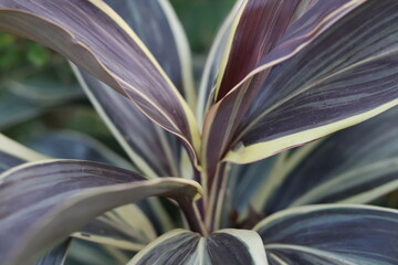 Leaf or plant Cordyline fruticosa leaves colorful tropical nature background.
