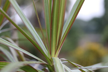 Beautiful leaves of Pata Bahar also known as Leaves out in a garden with red, green and yellow spots leaves
