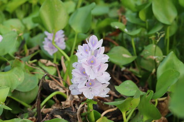 Water hyacinth flower nature background
