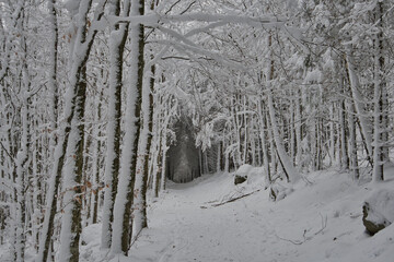 Gefrorener Winterwald in Grendelbruch in den Vogesen