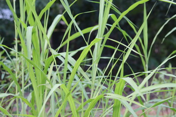 spring background or summer background with fresh grass
