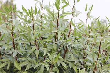Red roselle flowers and fruits in the farm
