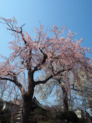 the beautiful cherry blossoms in japan