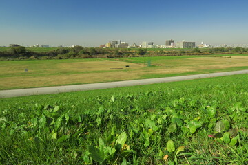 冬の若草が茂る江戸川土手風景
