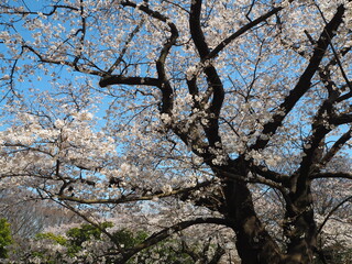 the beautiful cherry blossoms of yoyogi park in tokyo, JAPAN