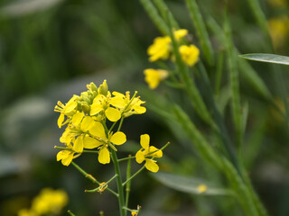 Very beautiful bright yellow mustard flowers in wintertime in India